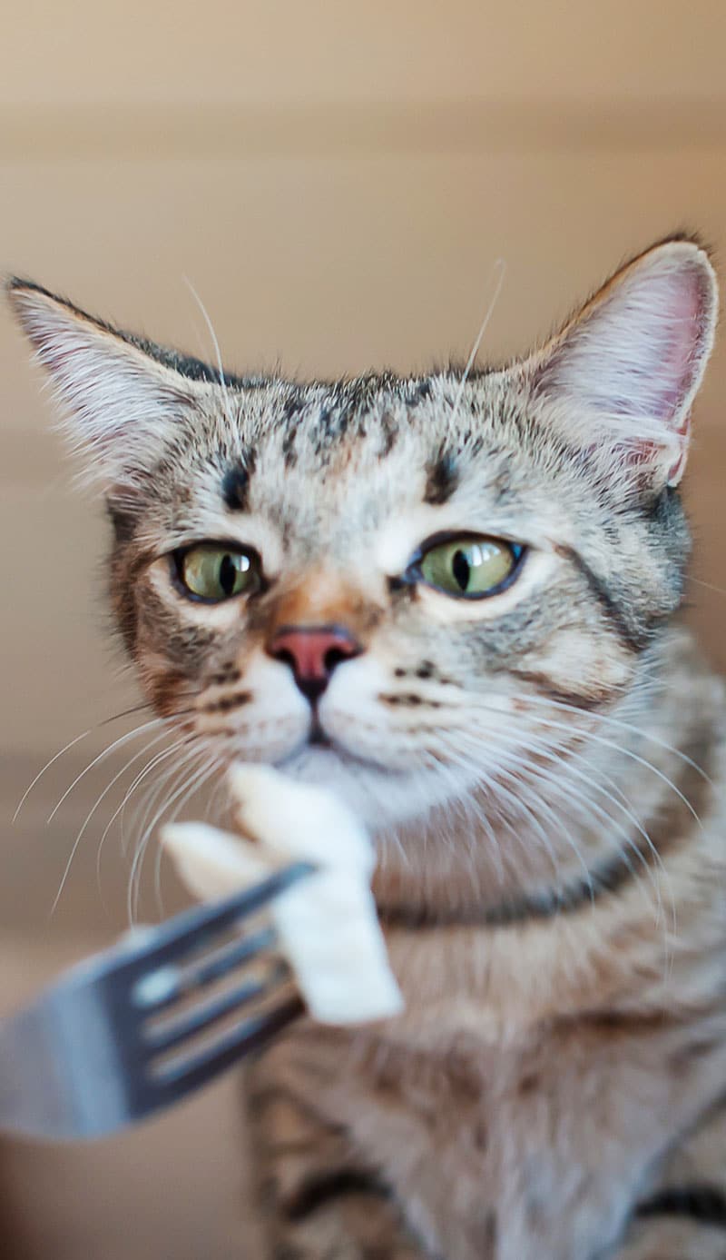 Nourriture de table - tout savoir | Pitou, Minou & compagnons