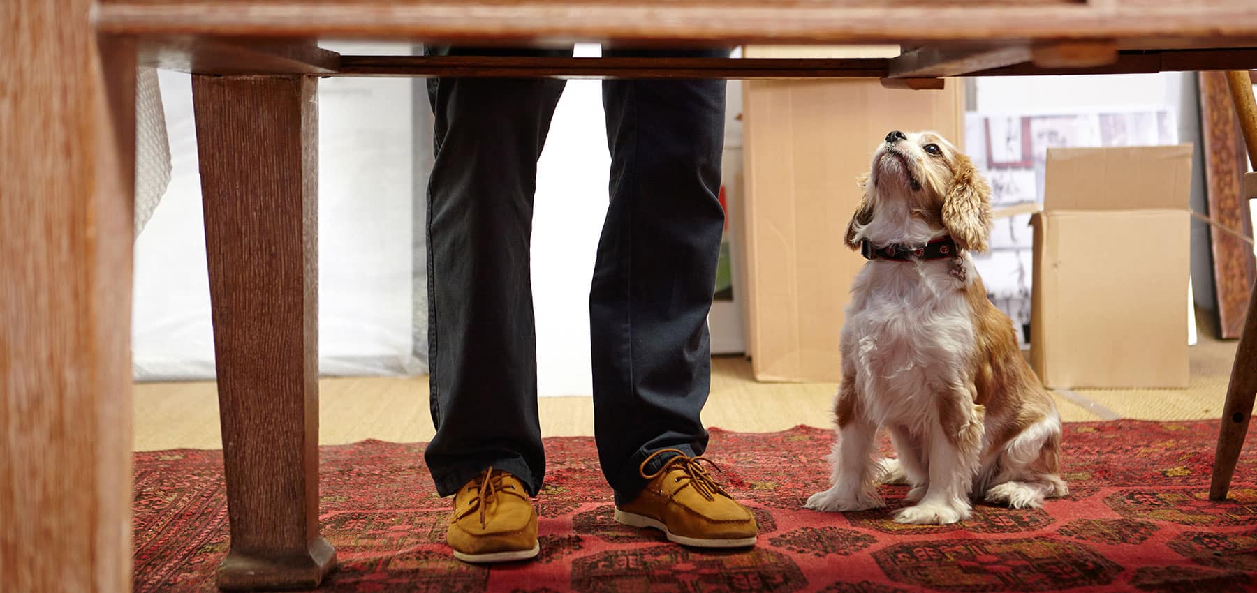 Nourriture de table - tout savoir | Pitou, Minou & compagnons
