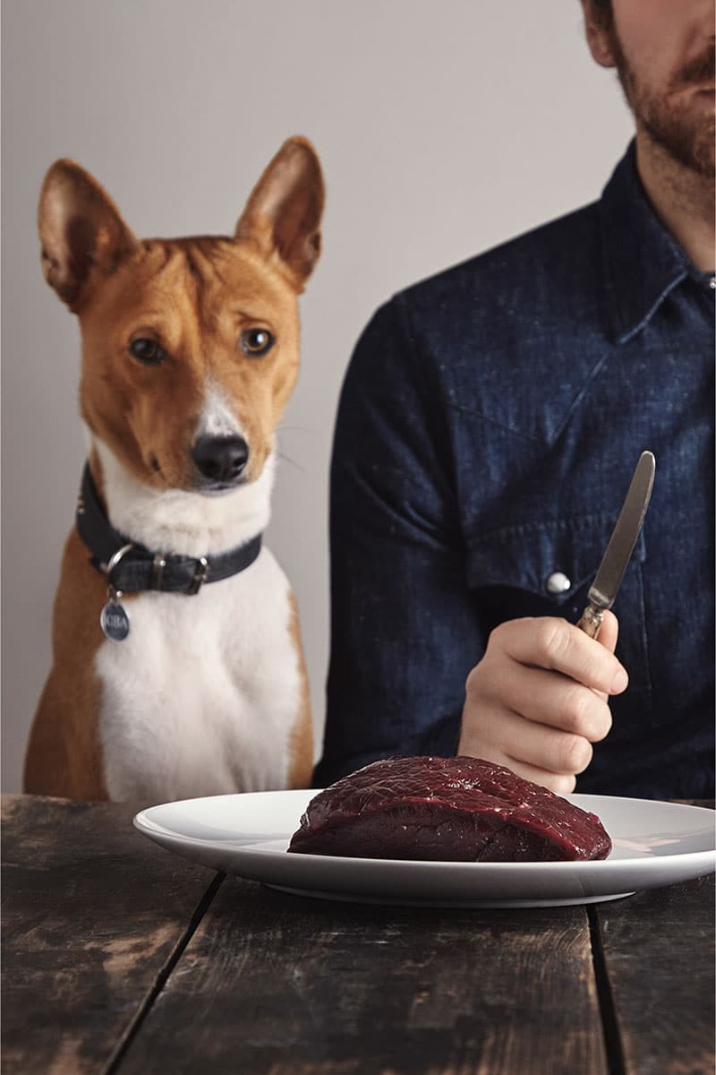 Nourriture de table - tout savoir | Pitou, Minou & compagnons