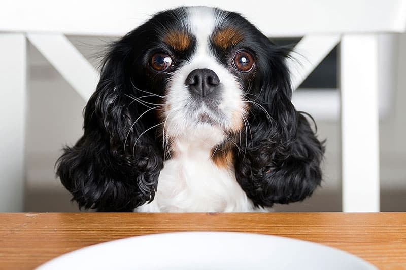 Nourriture de table - tout savoir | Pitou, Minou & compagnons