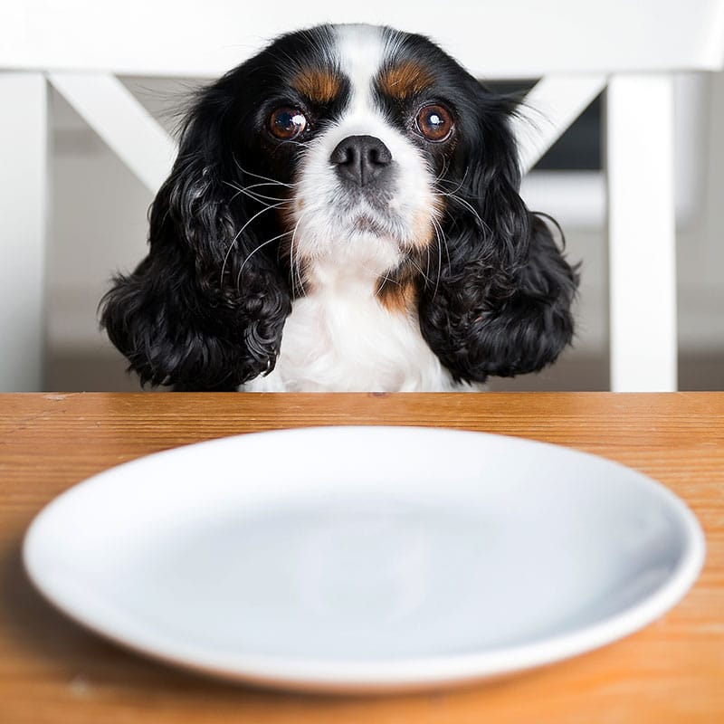Nourriture de table - tout savoir | Pitou, Minou & compagnons