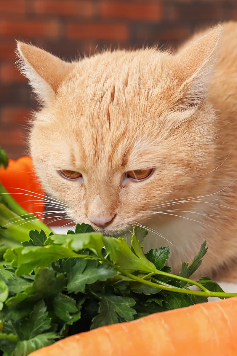 Nourriture de table - tout savoir | Pitou, Minou & compagnons