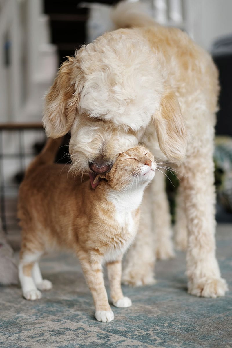Chiens ou chats, voilà la question! | Pitou Minou & Compagnons