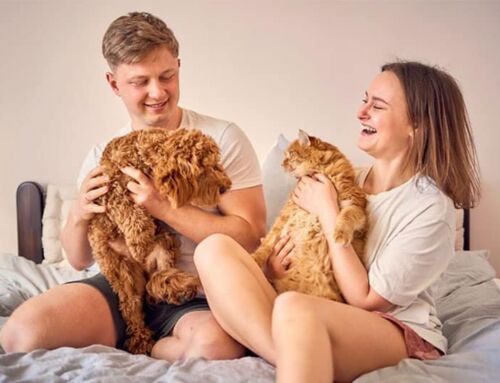 Chiens ou chats: deux compagnons, deux réalités… un même amour
