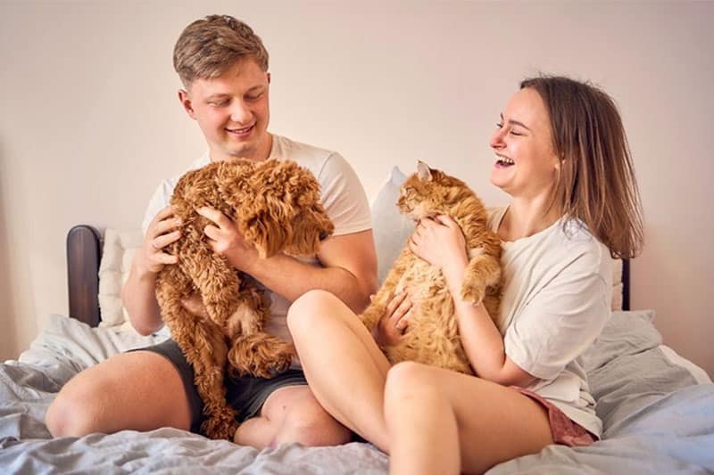 Chiens ou chats, voilà la question! | Pitou Minou & Compagnons