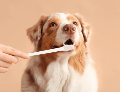 Santé dentaire chien et chat : 10 croyances populaires (et la vérité sur le tartre)