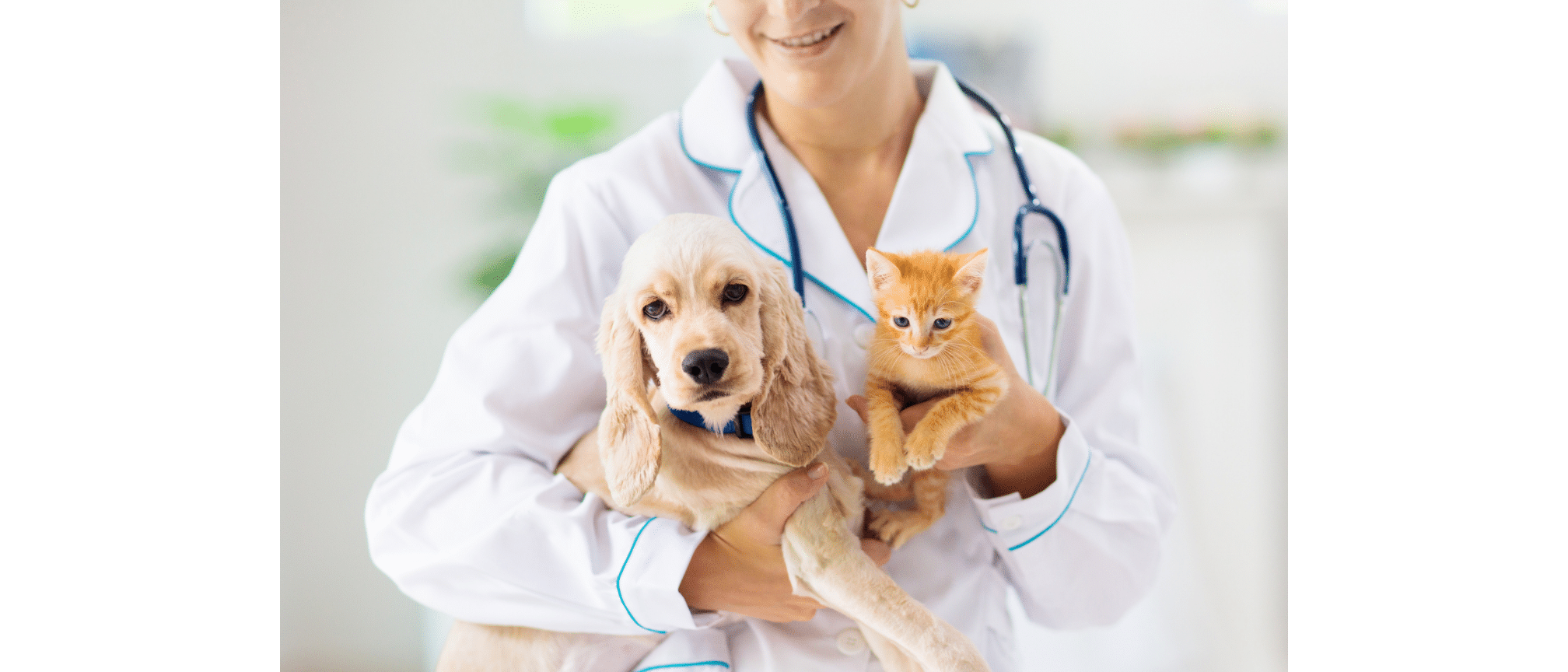 Vétérinaire examinant la santé dentaire d’un chien et d’un chat en clinique vétérinaire