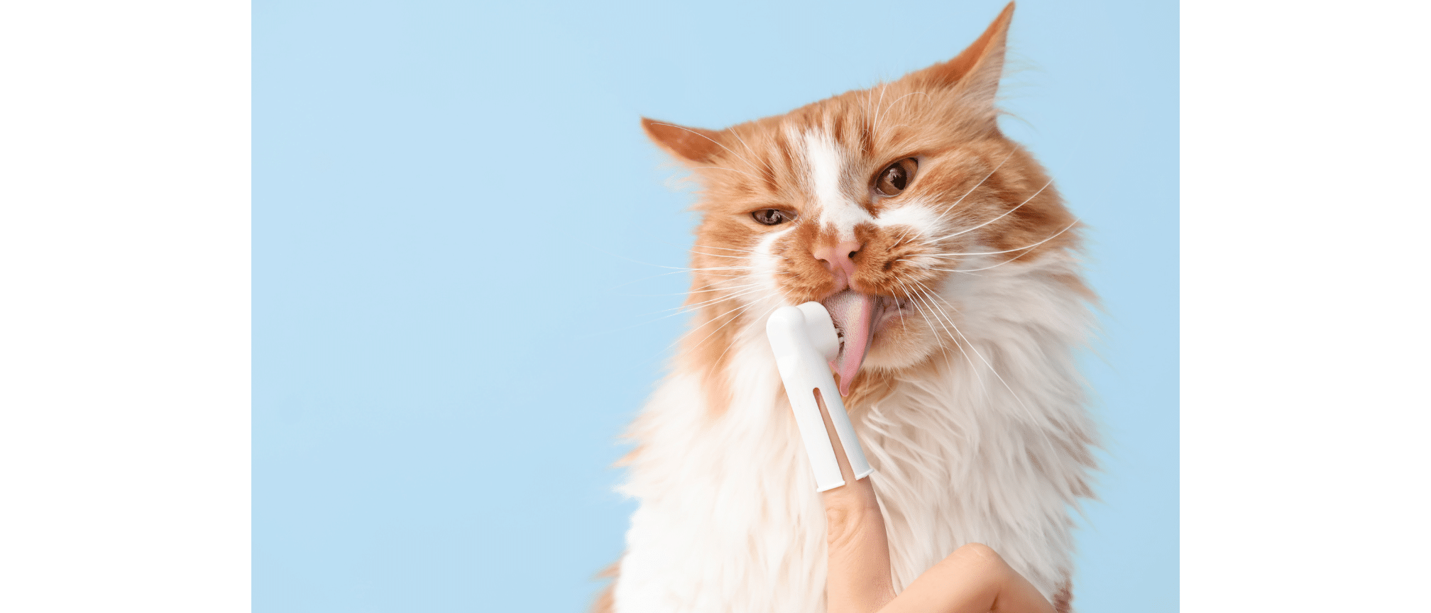 Chat brosse à dents