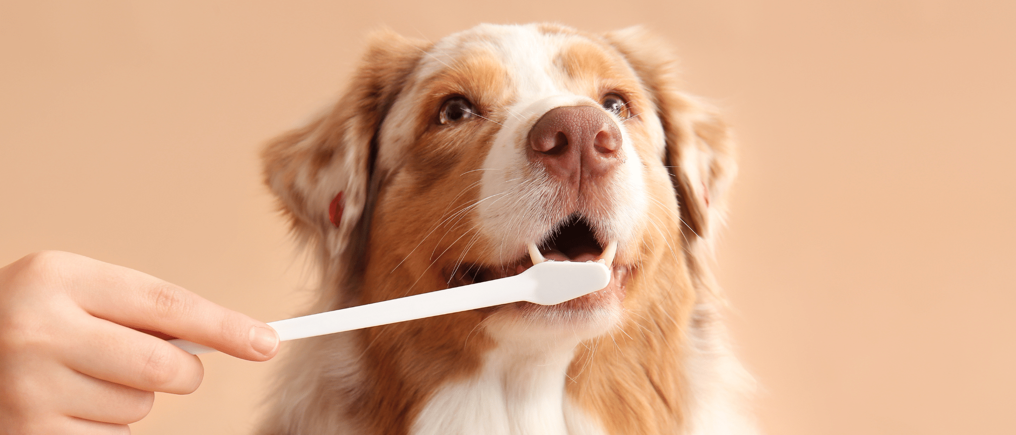 chiens brosse à dents animalerie