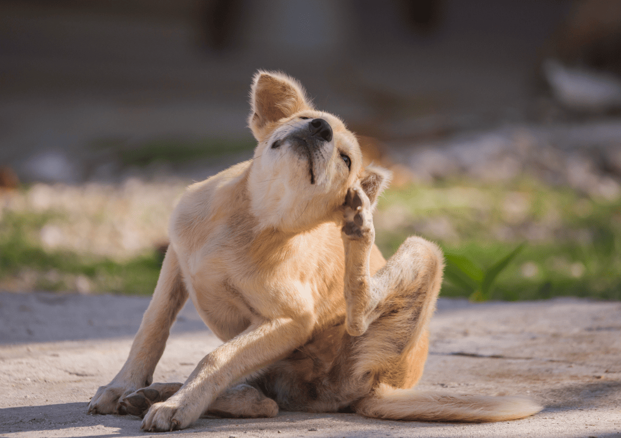 Chien qui se gratte à cause des puces