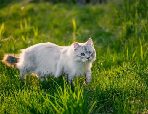 Puces et tiques : comment protéger vos animaux au printemps
