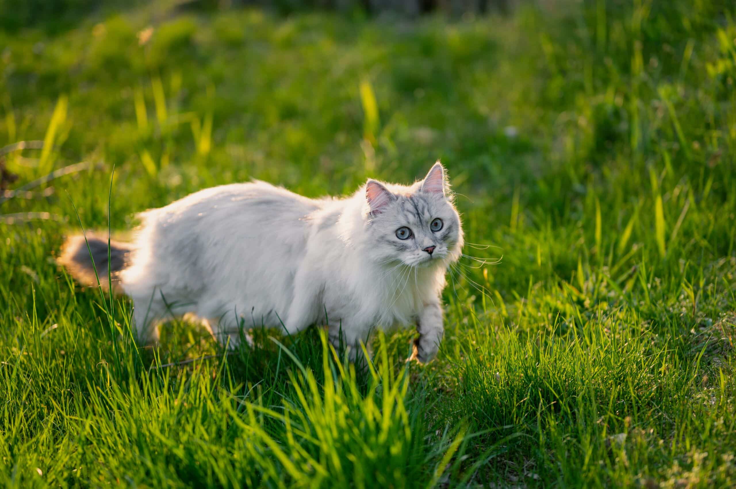chat dans l'herbe avec puces et tiques au printemps