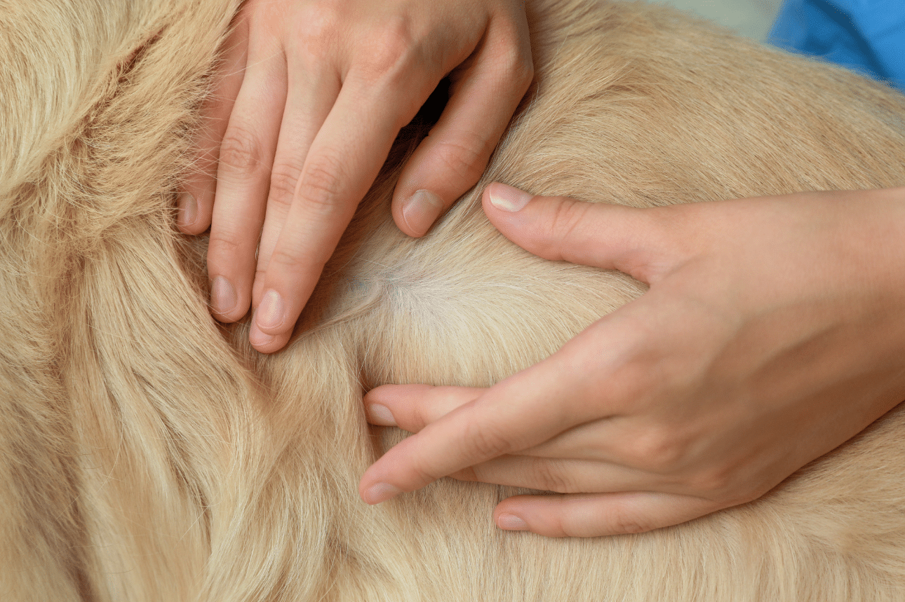 Vérification du pelage du chien contre les puces et les tiques