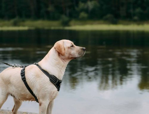 Which Harness Should You Choose for Exercising with Your Dog?