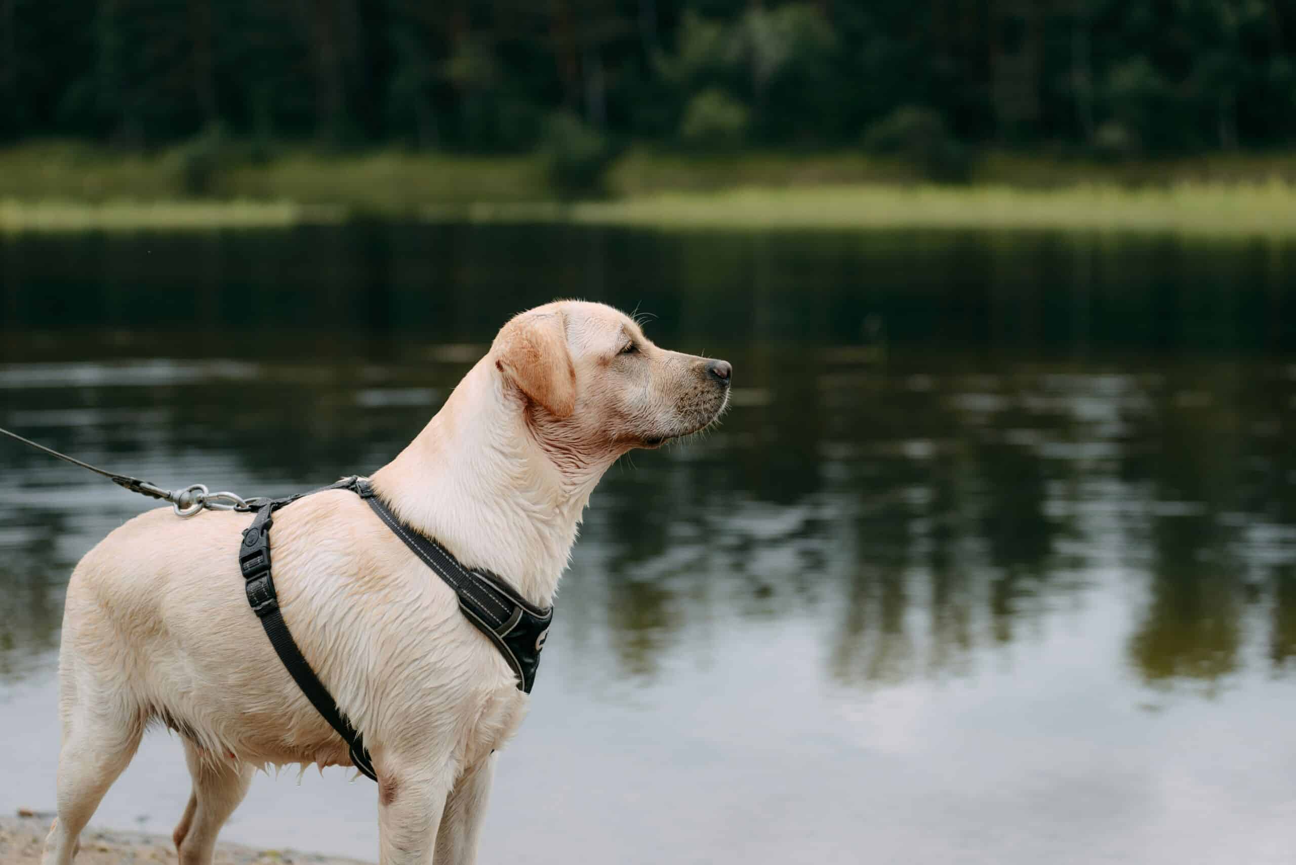 harnais chien randonnée