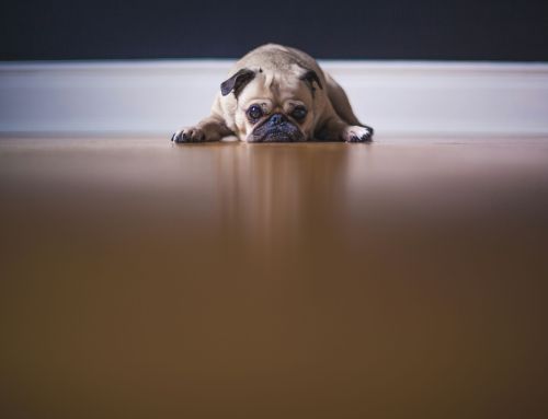 Mon chien a peur des feux d&rsquo;artifice : tout ce qu&rsquo;il faut savoir