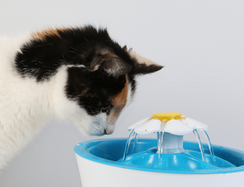 Comment hydrater un chat : le guide complet