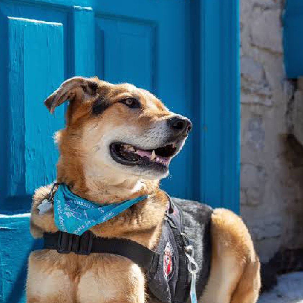 Fondation Chiens Togo
