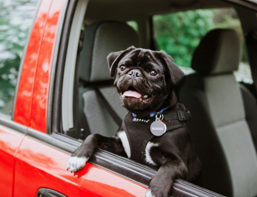 Sécurité des animaux en voiture au Québec