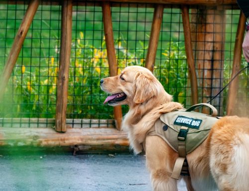 Chien d’assistance au Québec : rôle, critères et mission des Chiens TOGO