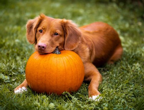 Biscuits maison pour chien : 5 recettes faciles à l’automne