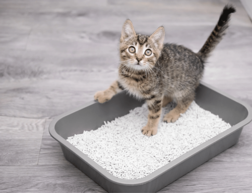 Comment choisir la meilleure litière pour chat ?