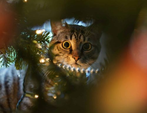 Chat et sapin de Noël : comment éviter les accidents?