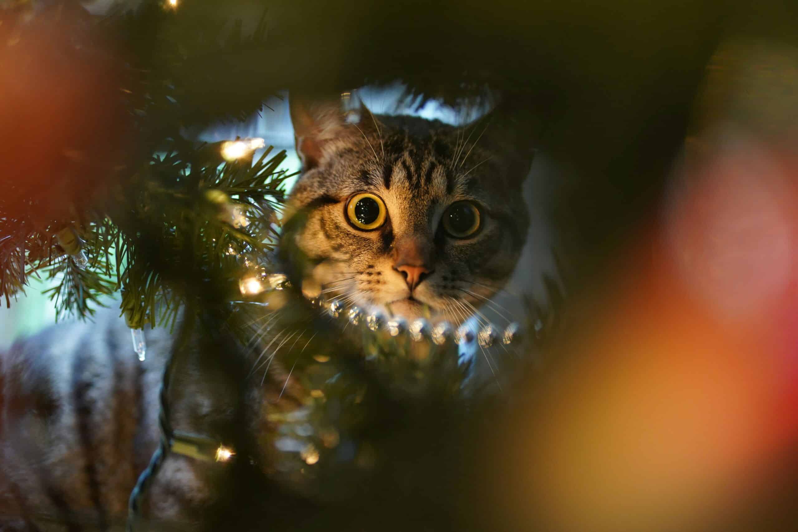 chat-et-sapin-de-noel